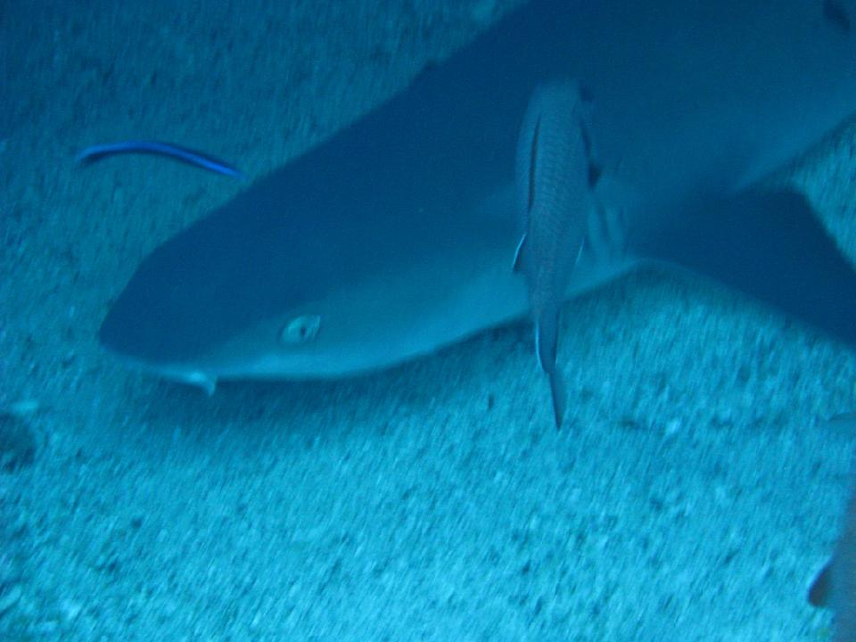 2009_03 red sea_085.jpg
